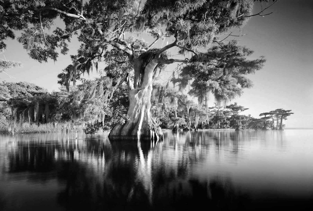 Clyde Butcher Everglades