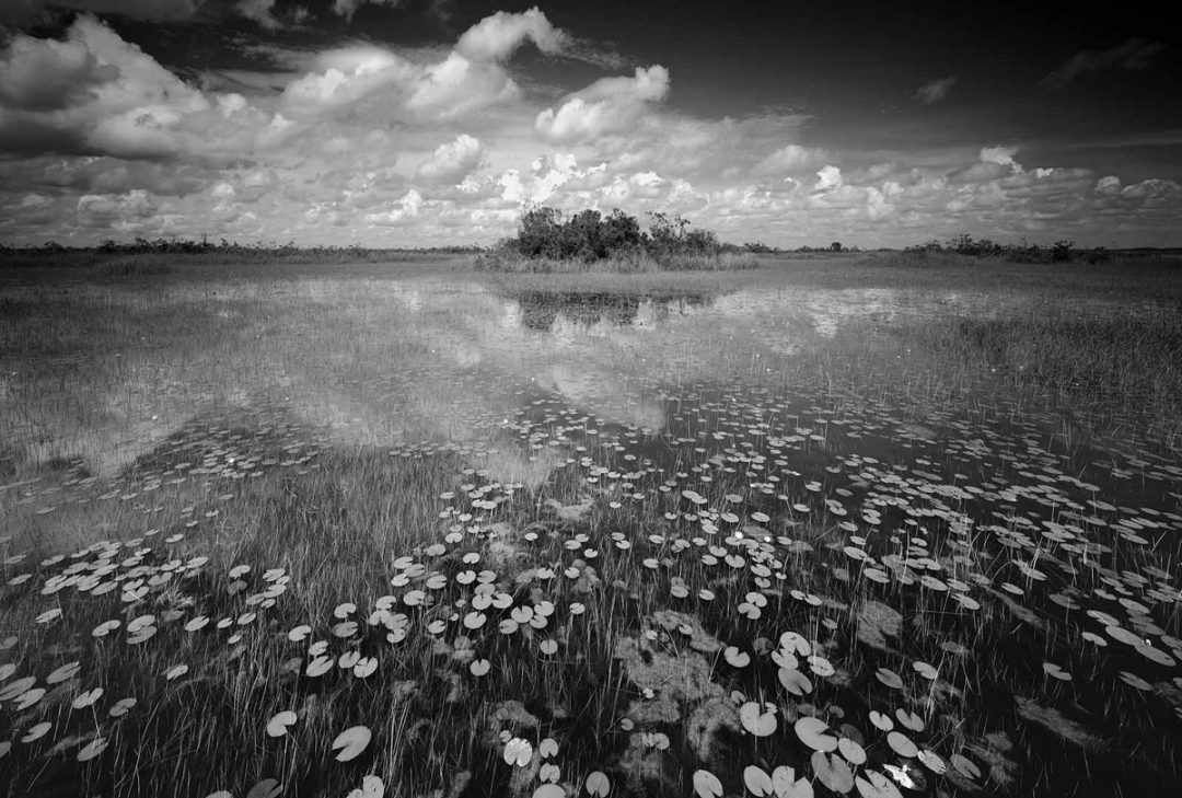 Clyde Butcher Everglades