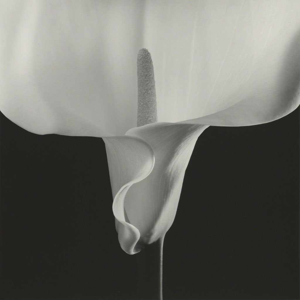 Robert Mapplethorpe Hasselblad Camer