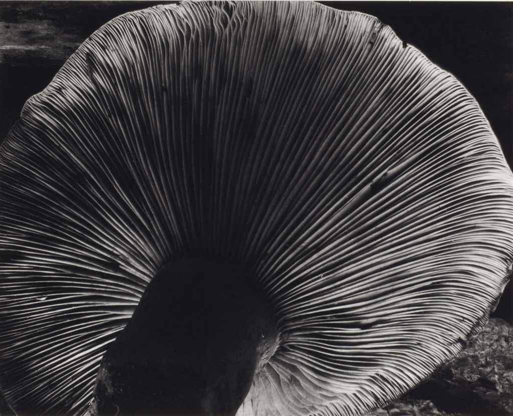 Edward Weston