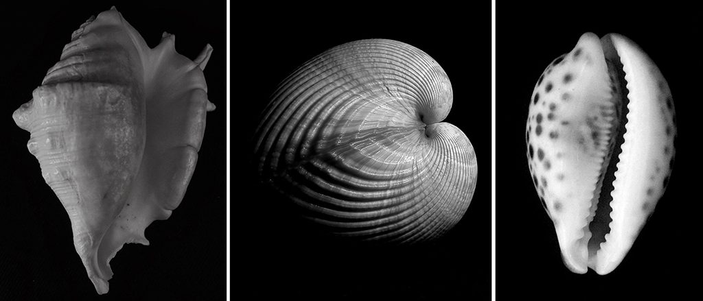 Edward Weston