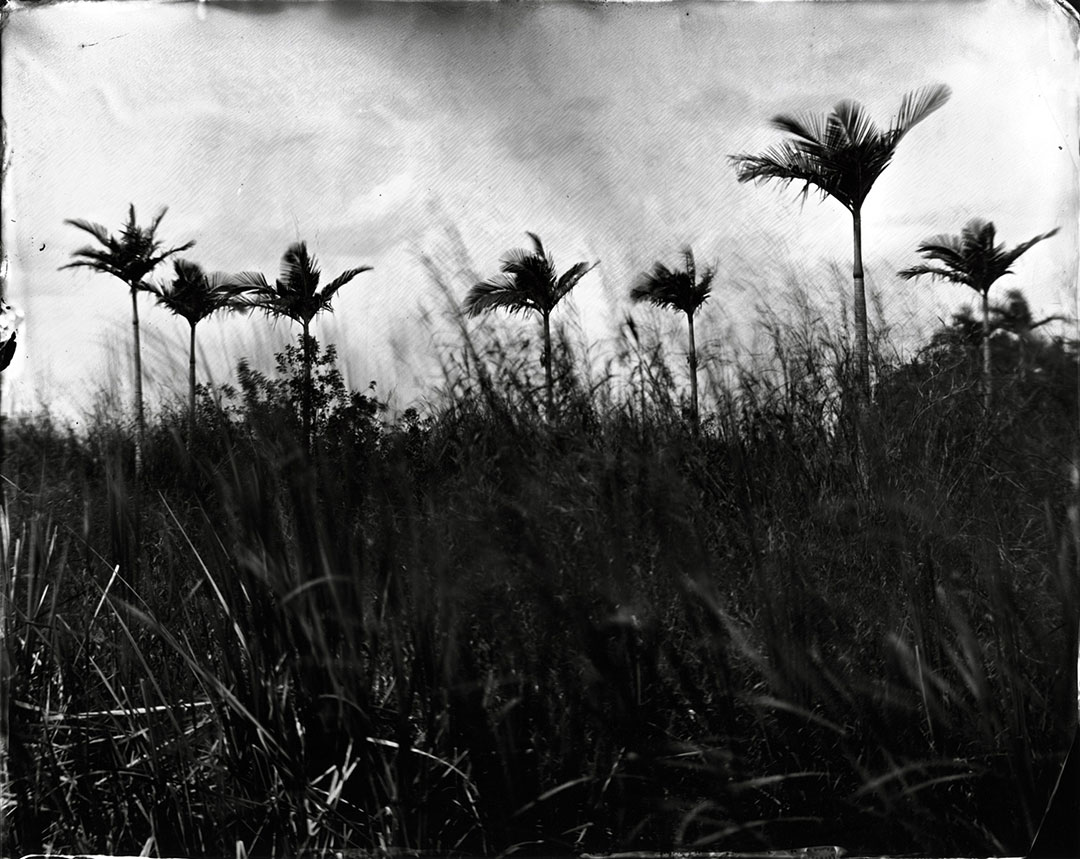 wet plate collodion