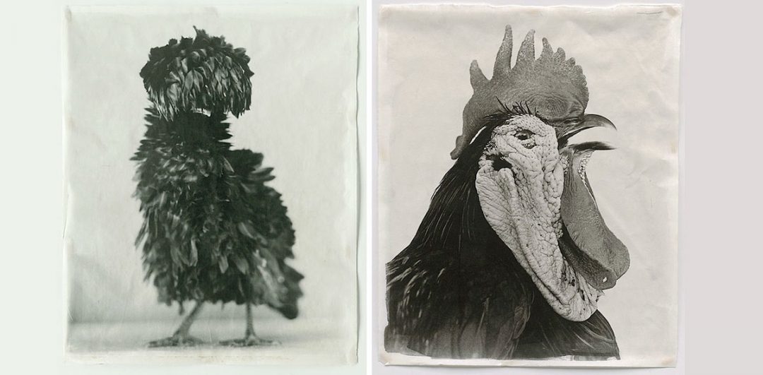 You are currently viewing Jean Pagliuso – From Models to Chickens