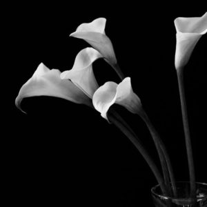 Robert Mapplethorpe – Flowers