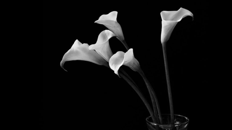 Flower photography with a Hasselblad