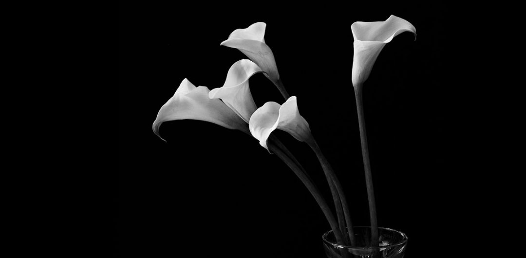 Flower photography with a Hasselblad