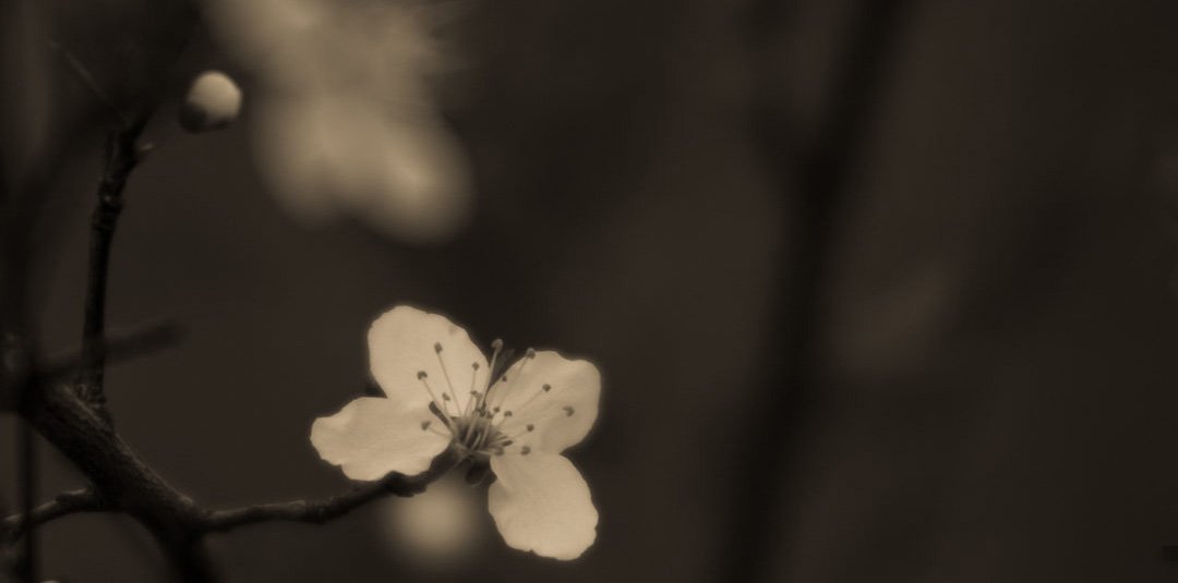 Using a Hasselblad 2000 in modern day art photography