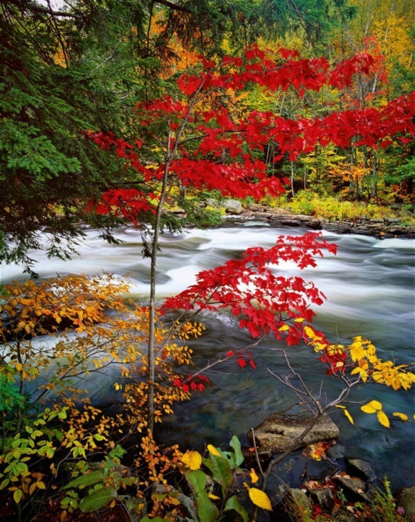 Cibachrome is a process that is no longer, and will forever be missed.
